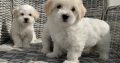 Maltichon Puppies for Sale in Killarney
