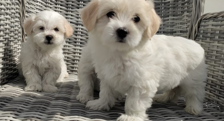 Maltichon Puppies for Sale in Killarney