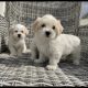 Maltichon Puppies for Sale in Killarney
