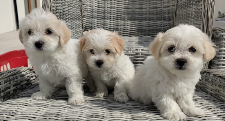 Maltichon Puppies for Sale in Killarney