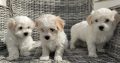 Maltichon Puppies for Sale in Killarney