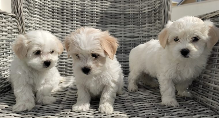 Maltichon Puppies for Sale in Killarney