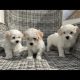 Maltichon Puppies for Sale in Killarney