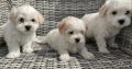 Maltichon Puppies for Sale in Killarney