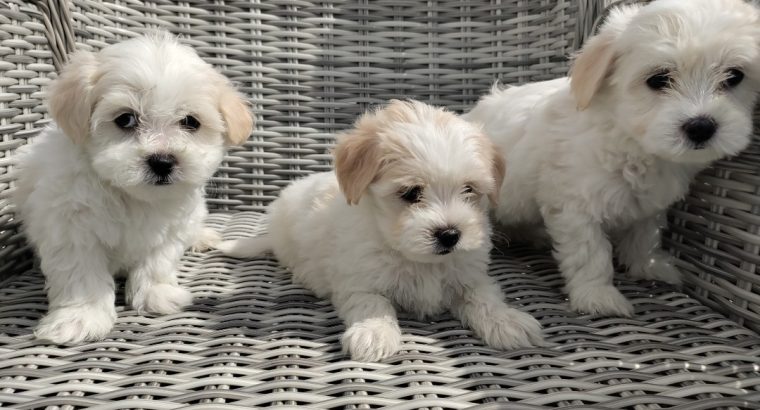 Maltichon Puppies for Sale in Killarney