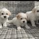 Maltichon Puppies for Sale in Killarney