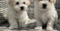 Maltichon Puppies for Sale in Killarney