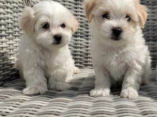 Maltichon puppies