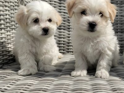 Maltichon puppies