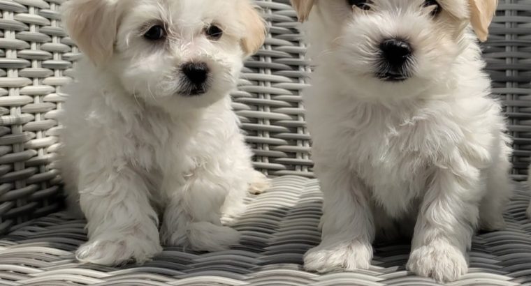 Maltichon Puppies for Sale in Killarney
