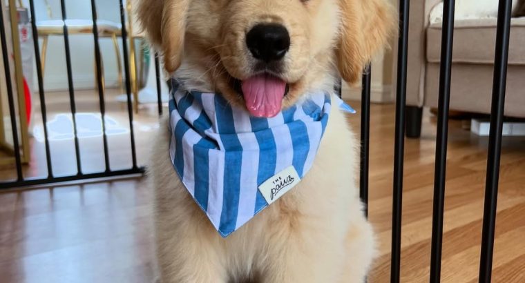 Golden Retriever Puppies for Sale in Leitrim