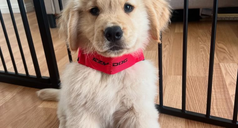Golden Retriever Puppies for Sale in Leitrim