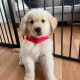 Golden Retriever Puppies for Sale in Leitrim