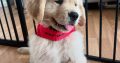 Golden Retriever in Donegal – IKC Registered