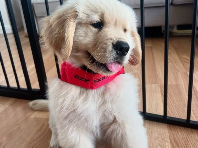 Golden Retriever in Donegal – IKC Registered
