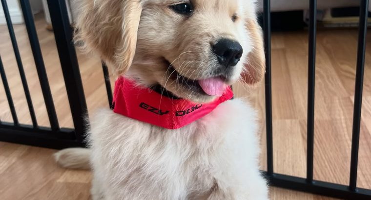 Golden Retriever in Donegal – IKC Registered