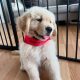 Golden Retriever in Donegal – IKC Registered