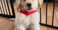 Golden Retriever Puppies for Sale in Leitrim