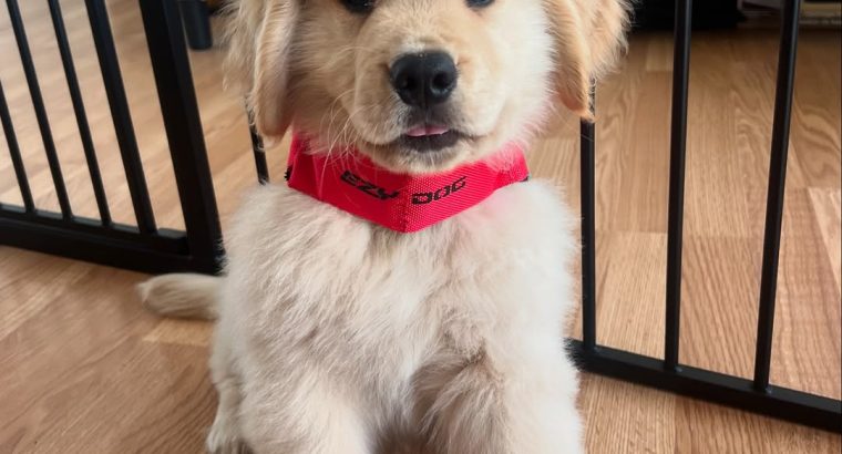 Golden Retriever Puppies for Sale in Leitrim