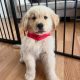 Golden Retriever Puppies for Sale in Leitrim