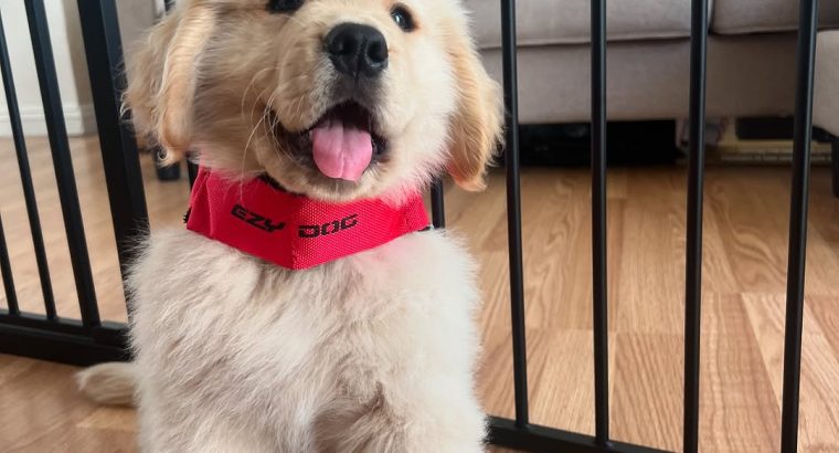 Golden Retriever in Donegal – IKC Registered