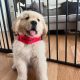 Golden Retriever in Donegal – IKC Registered