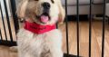 Golden Retriever Puppies for Sale in Leitrim