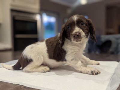 Pure Bred Springer Spaniel puppies in Wexford