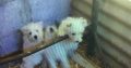 West Highland Terriers for sale in Co. Kerry