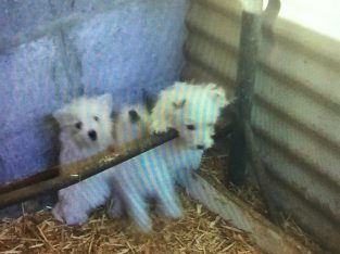 Wesley highland Terrier