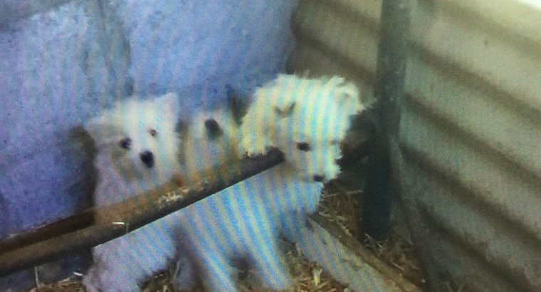 West Highland Terriers for sale in Co. Kerry