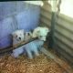 West Highland Terriers for sale in Co. Kerry