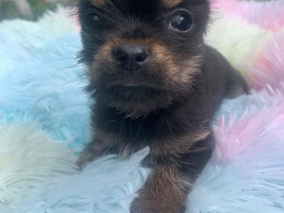 T cup Chorkie pup