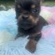 T cup Chorkie pup