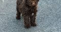 Cavapoo puppy’s