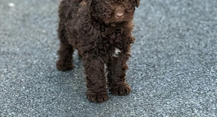 Cavapoo puppy’s
