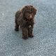 Cavapoo puppy’s