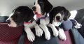 Pedigree IKC Registered Great Dane puppies