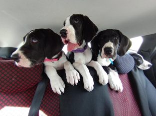 Pedigree IKC Registered Great Dane puppies