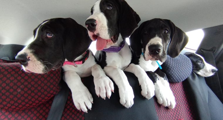Pedigree IKC Registered Great Dane puppies