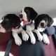 Pedigree IKC Registered Great Dane puppies