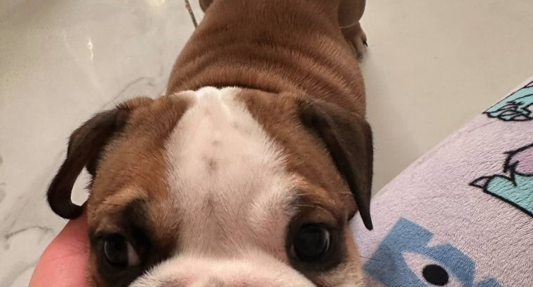 Purebred English Bulldogs in Goresbridge
