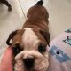Purebred English Bulldogs in Goresbridge