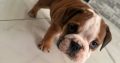 Purebred English Bulldogs in Goresbridge