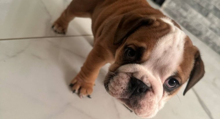 Purebred English Bulldogs in Goresbridge