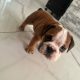 Purebred English Bulldogs in Goresbridge