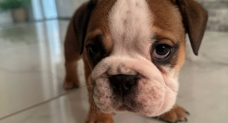 Purebred English Bulldogs in Goresbridge