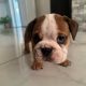 Purebred English Bulldogs in Goresbridge