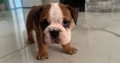 Purebred English Bulldogs in Goresbridge