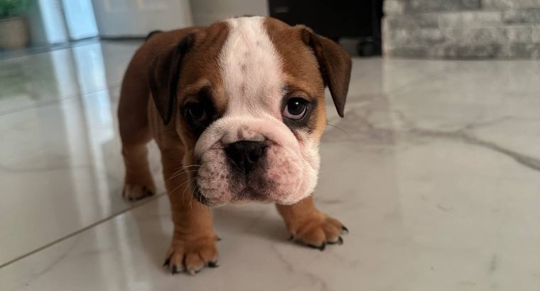 Purebred English Bulldogs in Goresbridge